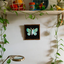 Load image into Gallery viewer, Felt Shadowbox Specimen